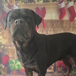Hayzel - Rottweiler