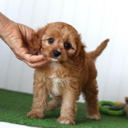 Sage - Red female Cavapoo puppy in Springtown, Texas from North Texas Puppies