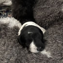 Poodles from Wendy Reifel Emerald Gem Poodle's