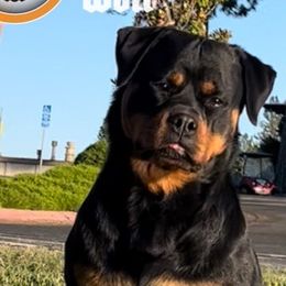 Rottweilers from Rottweiler vom Hause Wolf
