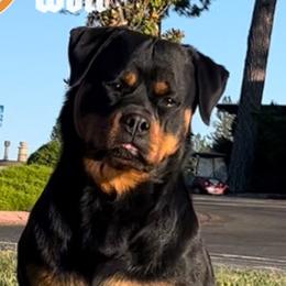 Rottweilers from Rottweiler vom Hause Wolf