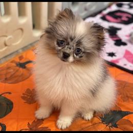 Mosaic - Blue Merle Parti Female - Blue merle female Pomeranian puppy in Buck Valley, Pennsylvania from Buck Valley Pomeranians