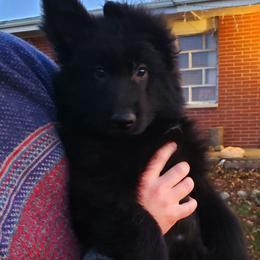 German Shepherd Puppies from Von Holtzapple German shepherds