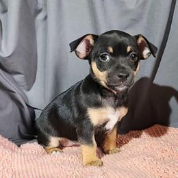 Poppy - Black and white female Teddy Roosevelt Terrier puppy in Claremore, Oklahoma from Travelin' Man Terriers