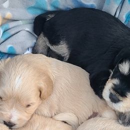 Miniature Schnauzer Puppies from Kristy's French Bulldogs & Mini Schnauzers