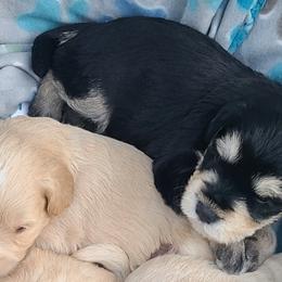 Miniature Schnauzer Puppies from Kristy's French Bulldogs & Mini Schnauzers