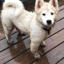 Samoyed Puppies from Sweet T's
