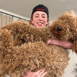 Miley - Goldendoodle