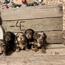 Dachshund Puppies from 4E Dachshunds