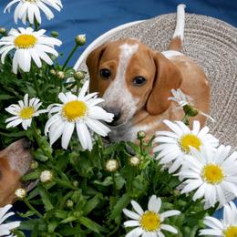 Kuzya - Piebald male Dachshund puppy in Meridian, Idaho from Lucy’s Dachshund Home