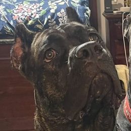 Kiya - Cane Corso