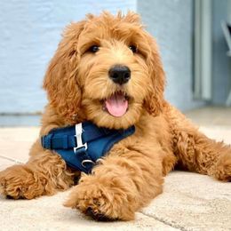 "English Goldendoodle from Moss Creek Goldendoodles" Goldendoodle and Schnoodle Puppies from Moss Creek Goldendoodles