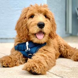 "English Goldendoodle from Moss Creek Goldendoodles" Goldendoodle and Schnoodle Puppies from Moss Creek Goldendoodles