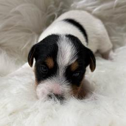 Bodacious - Tri-color male Jack Russell Terrier puppy in Yakima County, Washington from Saddle Rock Kennels