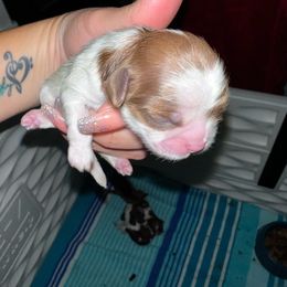 Sirius - Liver and white male Shih Tzu puppy in Las Vegas, Nevada from P and J Farms