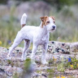 Luna - Jack Russell Terrier