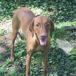 Vizsla All Grown Up from Andrea St. John's Vizslas