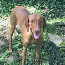 Vizsla All Grown Up from Andrea St. John's Vizslas