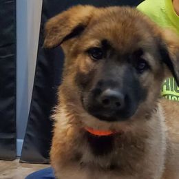 German Shepherds from Shannon's Shepherds