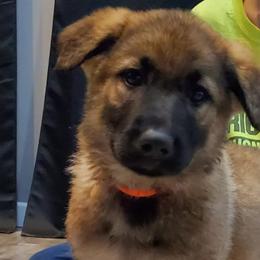 German Shepherds from Shannon's Shepherds