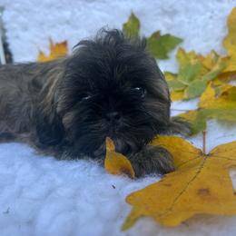 Girl 2 - Brindle female Shih Tzu puppy in Tenino, Washington from Fantasy Realm Shih Tzus