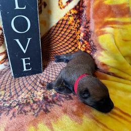 Red - Red sable male Belgian Malinois puppy in Highland City, Florida from VonSal Kennels