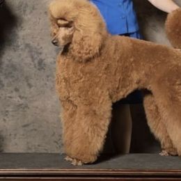 Roxie - Poodle
