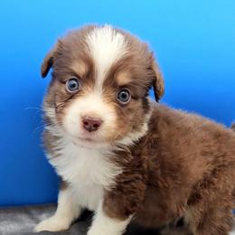 Grey Collar RTM - Red tri-color male Miniature American Shepherd puppy in Lexington, Kentucky from Deuce's Den