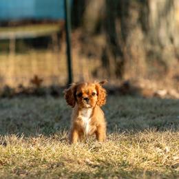 Cavalier King Charles Spaniel Puppies from Kelley Cavaliers