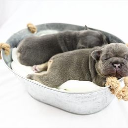 French Bulldog Puppies from Star City Frenchies