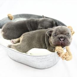 French Bulldog Puppies from Star City Frenchies
