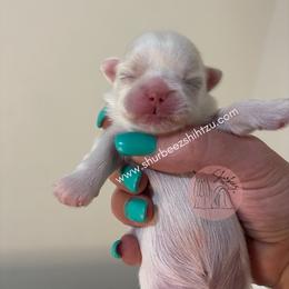Shih Tzu Puppies from Shurbeez Shih Tzu