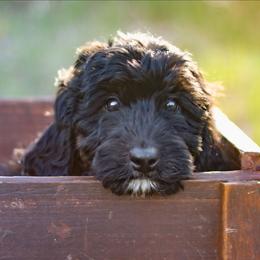 Cove - Phantom female Bernedoodle puppy in Crete, Nebraska from Doodles & Co