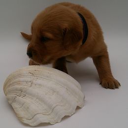 Garnet - Golden male Golden Retriever puppy in Salem, Oregon from Oregon Rose Goldens