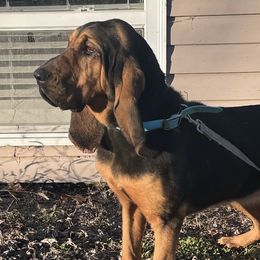 Rose - Bloodhound