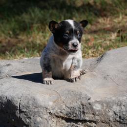 Friday - Blue female Australian Cattle Dog puppy in Buffalo Valley, Tennessee from Buffalo Valley Breeders