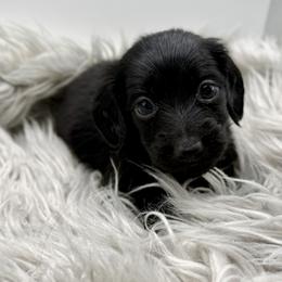 AKC Green - Black male Dachshund puppy in Bartlesville, Oklahoma from OkieDokieDox