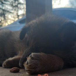 German Shepherd Puppies from Lux Shepherds