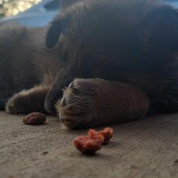 German Shepherd Puppies from Lux Shepherds