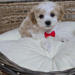 Valentine - Parti male Maltipoo puppy in Washington from Mt.BakerPoodles&Doodles