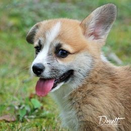 Dalarno Pembroke Welsh Corgis breeder of Cardigan Welsh Corgi