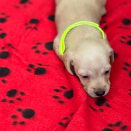 Girl 2 - Cream female Dachshund puppy in Jackson, Mississippi from Doxies Galore