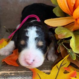 Pumpkin - Tri-color female Bernedoodle puppy in Gilbert, Arizona from The Berne Barn... it’s a Doodle thing!