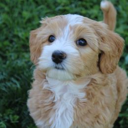 Australian Labradoodle Puppies from Oodles Of Fluffy Doodles