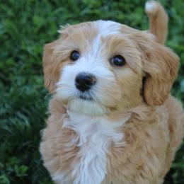 Australian Labradoodle Puppies from Oodles Of Fluffy Doodles