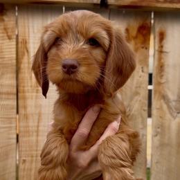 Sage - Red  female Goldendoodle puppy in Belgrade, Montana from Best Friend Doodles