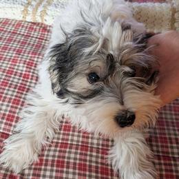 Murphy - Parti male Yorkipoo puppy in Bedias, Texas from Texas Yorkies and Yorkiepoos