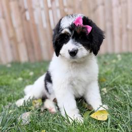 Toadette-Teal - Tri-color female Bernedoodle puppy in Casper, Wyoming from 307 Doodles
