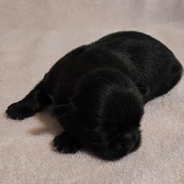 Midnight  baby girl little smaller - Black and tan female Shih Tzu puppy in Roanoke, Virginia from Adeline Joys Shih tzus of Roanoke Virginia