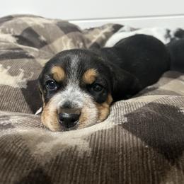 Kindle - Black tan and white female Beagle puppy in Jasper, Texas from Beech Grove Beagles